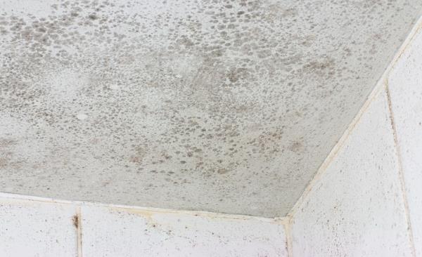 Mold Remediation by MCC Cleaning & Restoration