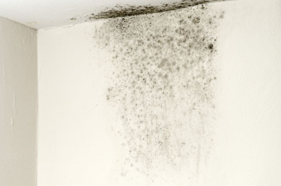 Mold Remediation by MCC Cleaning & Restoration